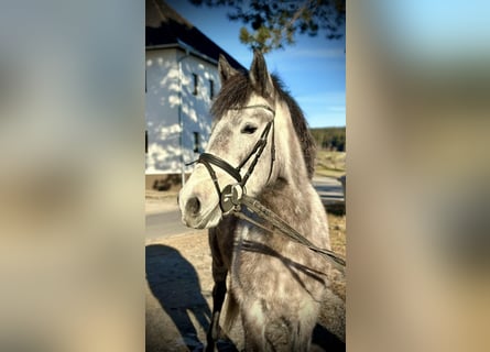 Más ponis/caballos pequeños, Yegua, 5 años, 146 cm, Tordo rodado