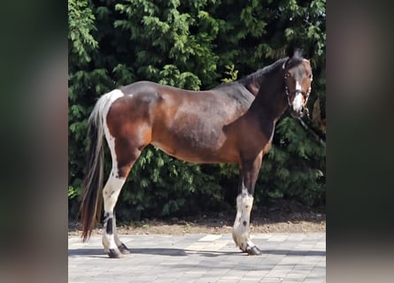 Más ponis/caballos pequeños, Yegua, 5 años, 148 cm, Pío