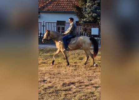 Más ponis/caballos pequeños, Yegua, 5 años, 150 cm