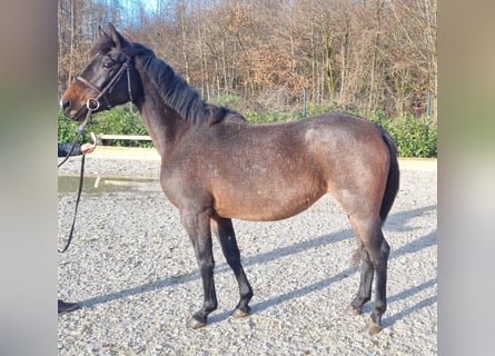 Más ponis/caballos pequeños, Yegua, 5 años, 150 cm, Tordo