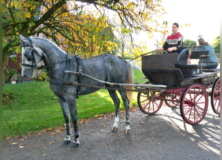 Más ponis/caballos pequeños, Yegua, 5 años, 151 cm