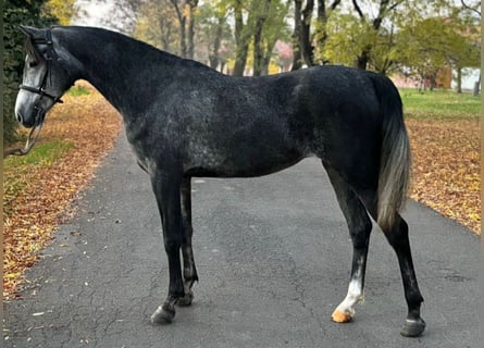 Más ponis/caballos pequeños, Yegua, 5 años, 158 cm