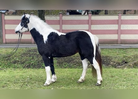 Más ponis/caballos pequeños, Yegua, 6 años, 132 cm, Pío