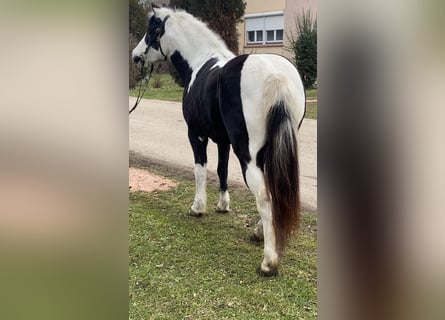 Más ponis/caballos pequeños, Yegua, 6 años, 132 cm, Pío