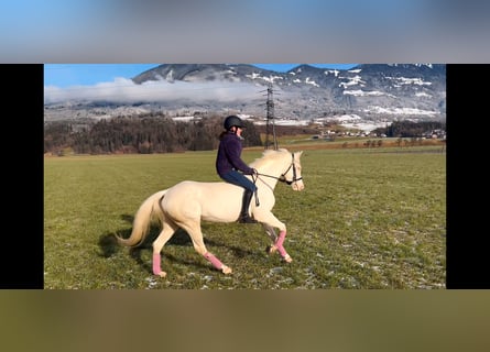 Más ponis/caballos pequeños, Yegua, 6 años, 137 cm, Cremello