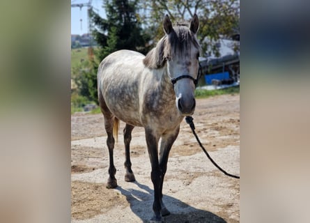 Más ponis/caballos pequeños, Yegua, 6 años, 140 cm