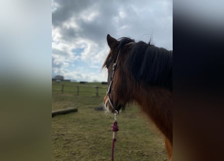 Más ponis/caballos pequeños, Yegua, 6 años, 143 cm, Castaño