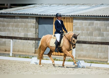 Más ponis/caballos pequeños, Yegua, 6 años, 144 cm, Palomino