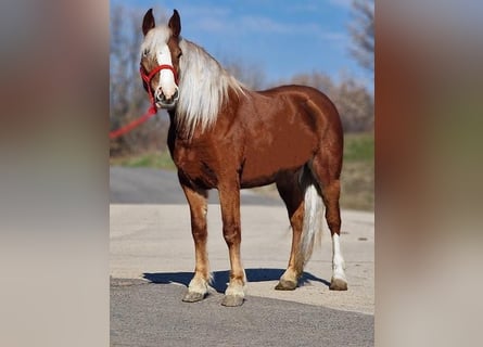 Más ponis/caballos pequeños, Yegua, 6 años, 147 cm