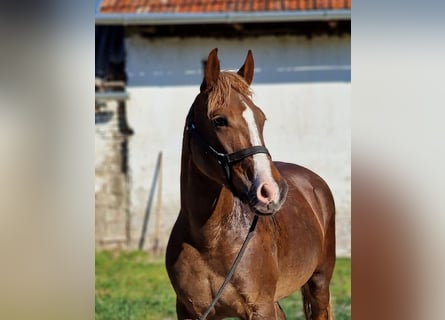 Más ponis/caballos pequeños, Yegua, 6 años, 148 cm, Alazán