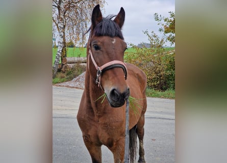 Más ponis/caballos pequeños, Yegua, 6 años, 148 cm, Castaño