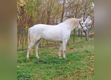 Más ponis/caballos pequeños, Yegua, 6 años, 150 cm