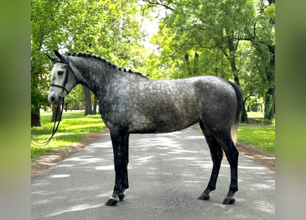 Más ponis/caballos pequeños, Yegua, 6 años, 150 cm, Tordo rodado