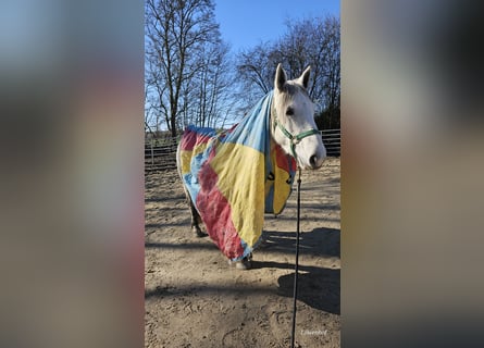 Más ponis/caballos pequeños, Yegua, 6 años, 151 cm, Tordo rodado