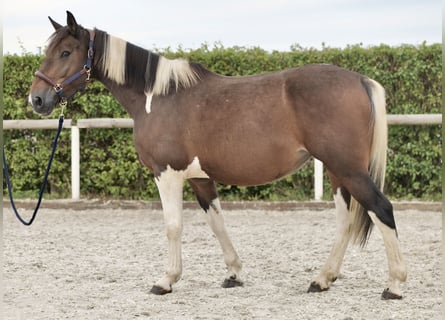 Más ponis/caballos pequeños, Yegua, 6 años, 155 cm, Pío