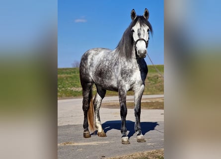 Más ponis/caballos pequeños, Yegua, 6 años, 156 cm, Tordo rodado