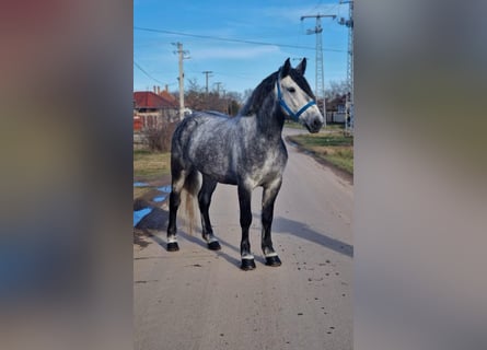 Más ponis/caballos pequeños, Yegua, 6 años, 160 cm