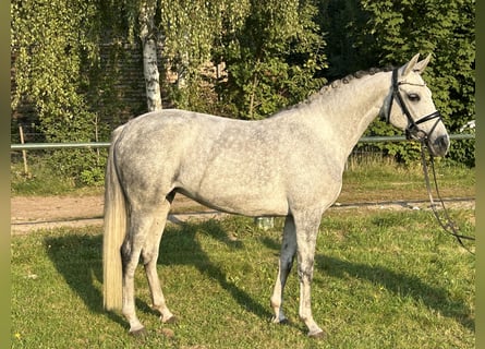 Más ponis/caballos pequeños, Yegua, 7 años, 146 cm, Tordo rodado