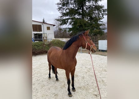 Más ponis/caballos pequeños, Yegua, 7 años, 147 cm, Castaño oscuro