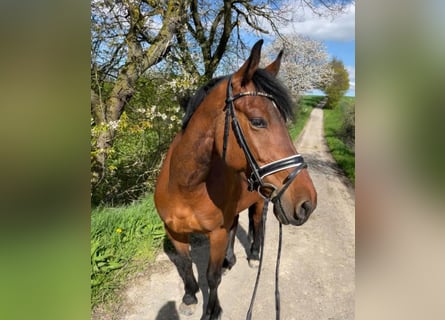 Más ponis/caballos pequeños, Yegua, 7 años, 153 cm, Castaño oscuro