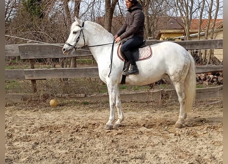 Más ponis/caballos pequeños, Yegua, 7 años, 155 cm, Tordo