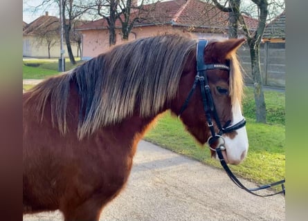 Más ponis/caballos pequeños, Yegua, 8 años, 127 cm, Alazán