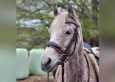 Más ponis/caballos pequeños Mestizo, Yegua, 8 años, 138 cm, Tordo picazo