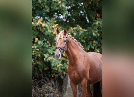 Más ponis/caballos pequeños, Yegua, 8 años, 140 cm, Alazán