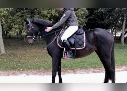 Más ponis/caballos pequeños, Yegua, 8 años, 150 cm, Castaño oscuro