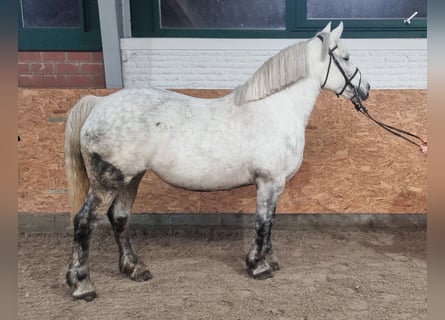 Más ponis/caballos pequeños, Yegua, 8 años, 153 cm, Tordo