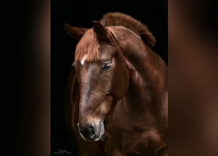 Más ponis/caballos pequeños, Yegua, 8 años, 155 cm, Alazán