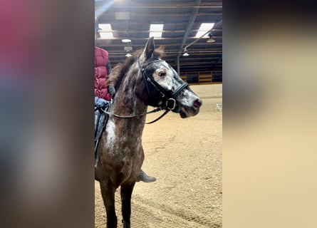 Más ponis/caballos pequeños, Yegua, 9 años, 130 cm, Musgo marrón