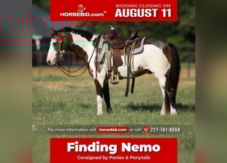 Más ponis/caballos pequeños, Caballo castrado, 10 años, 117 cm, Overo-todas las-capas