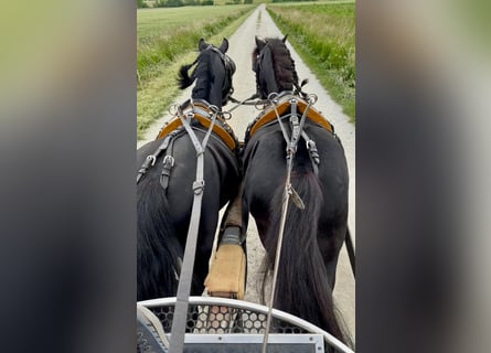 Más ponis/caballos pequeños, Caballo castrado, 10 años, 126 cm, Negro