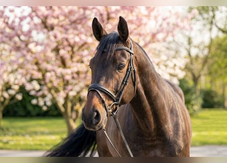 Más ponis/caballos pequeños, Caballo castrado, 10 años, 145 cm, Castaño