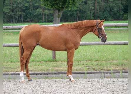 Más ponis/caballos pequeños, Caballo castrado, 10 años, 160 cm, Alazán