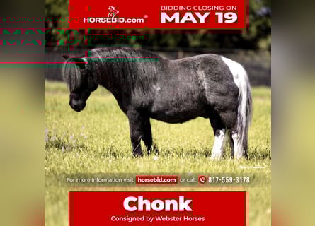 Más ponis/caballos pequeños, Caballo castrado, 11 años, 104 cm