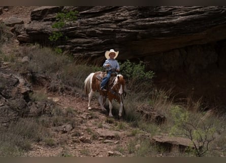 Más ponis/caballos pequeños, Caballo castrado, 11 años, 104 cm, Pío