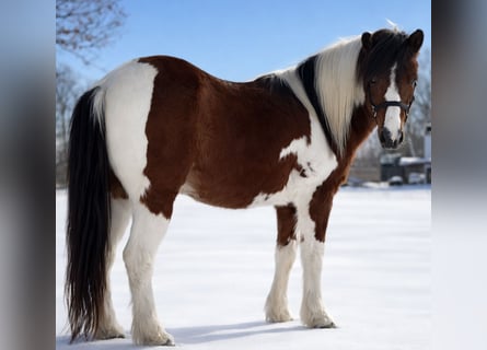 Más ponis/caballos pequeños, Caballo castrado, 12 años, 119 cm, Pío