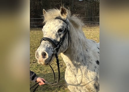 Más ponis/caballos pequeños, Caballo castrado, 14 años, 135 cm, Atigrado/Moteado