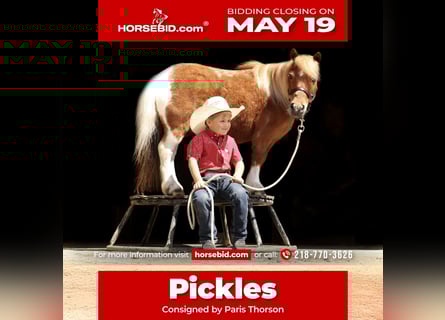 Más ponis/caballos pequeños, Caballo castrado, 14 años, 91 cm