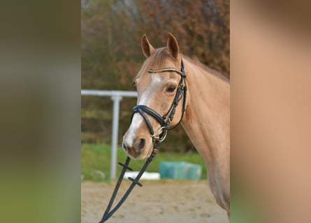 Más ponis/caballos pequeños, Caballo castrado, 15 años, 142 cm, Alazán