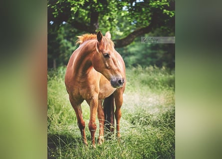 Más ponis/caballos pequeños, Caballo castrado, 15 años, 145 cm, Alazán-tostado