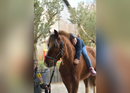 Más ponis/caballos pequeños, Caballo castrado, 17 años, 120 cm, Alazán-tostado