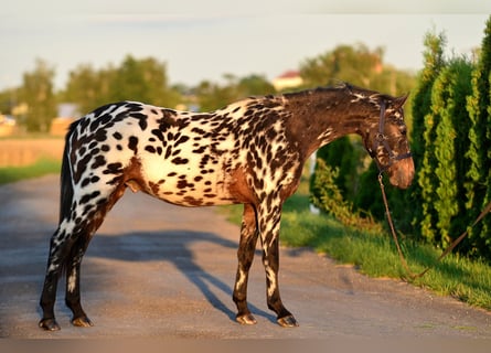 Más ponis/caballos pequeños, Caballo castrado, 2 años, 143 cm, Atigrado/Moteado