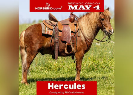 Más ponis/caballos pequeños, Caballo castrado, 4 años, 104 cm, Alazán rojizo