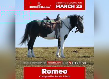 Más ponis/caballos pequeños, Caballo castrado, 4 años, 112 cm, Pío