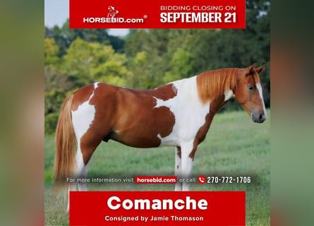 Más ponis/caballos pequeños, Caballo castrado, 4 años, 132 cm, Pío
