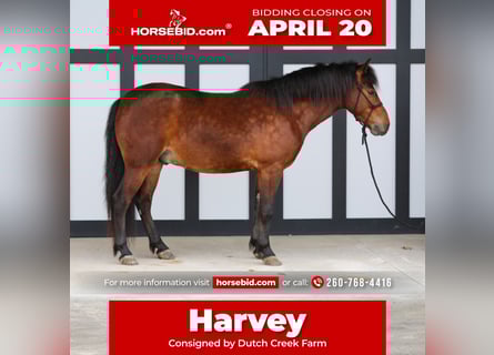 Más ponis/caballos pequeños, Caballo castrado, 4 años, 137 cm, Castaño rojizo