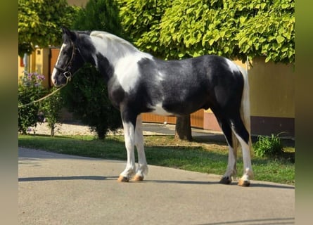 Más ponis/caballos pequeños, Caballo castrado, 4 años, 140 cm, Pío